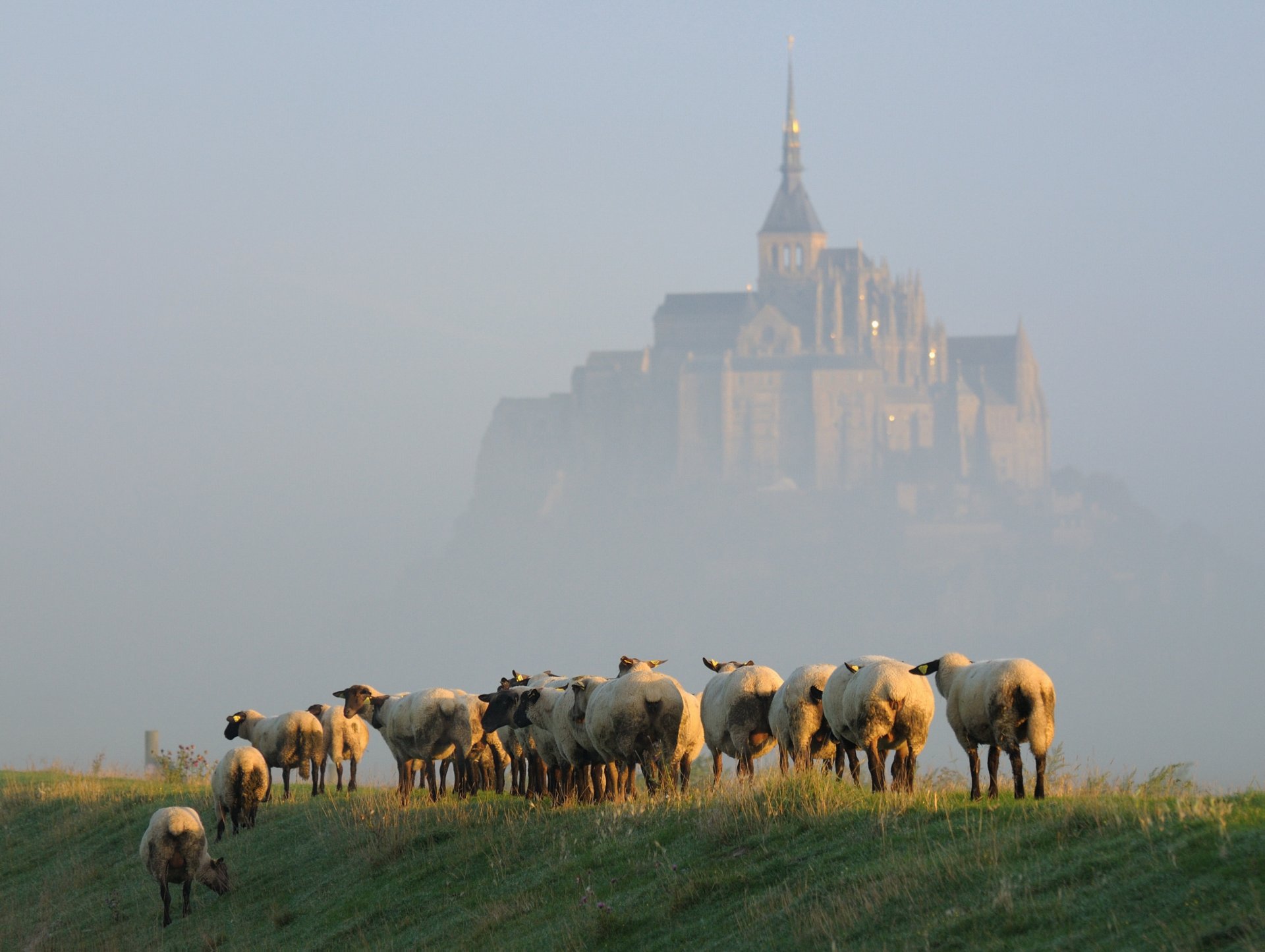 insel mont-saint-michel morgen nebel schafe herde