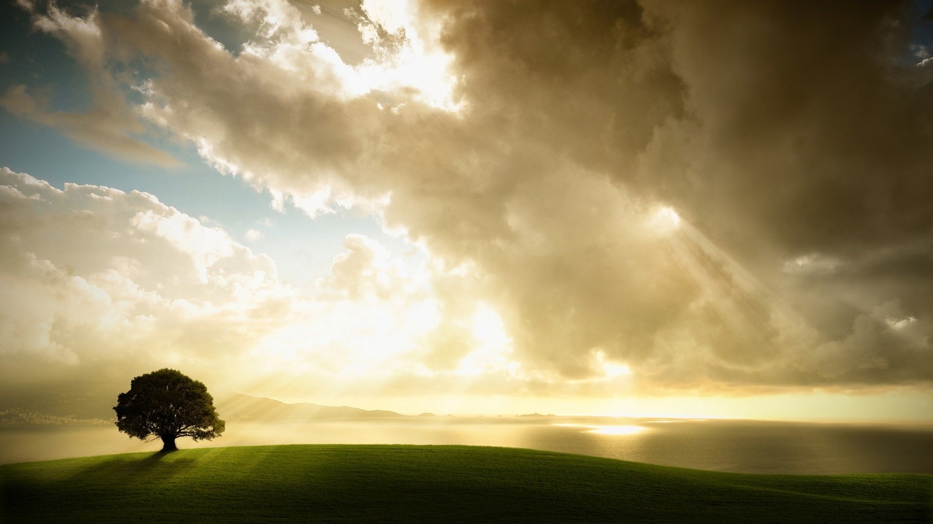 albero luce del sole cielo nuvole campo