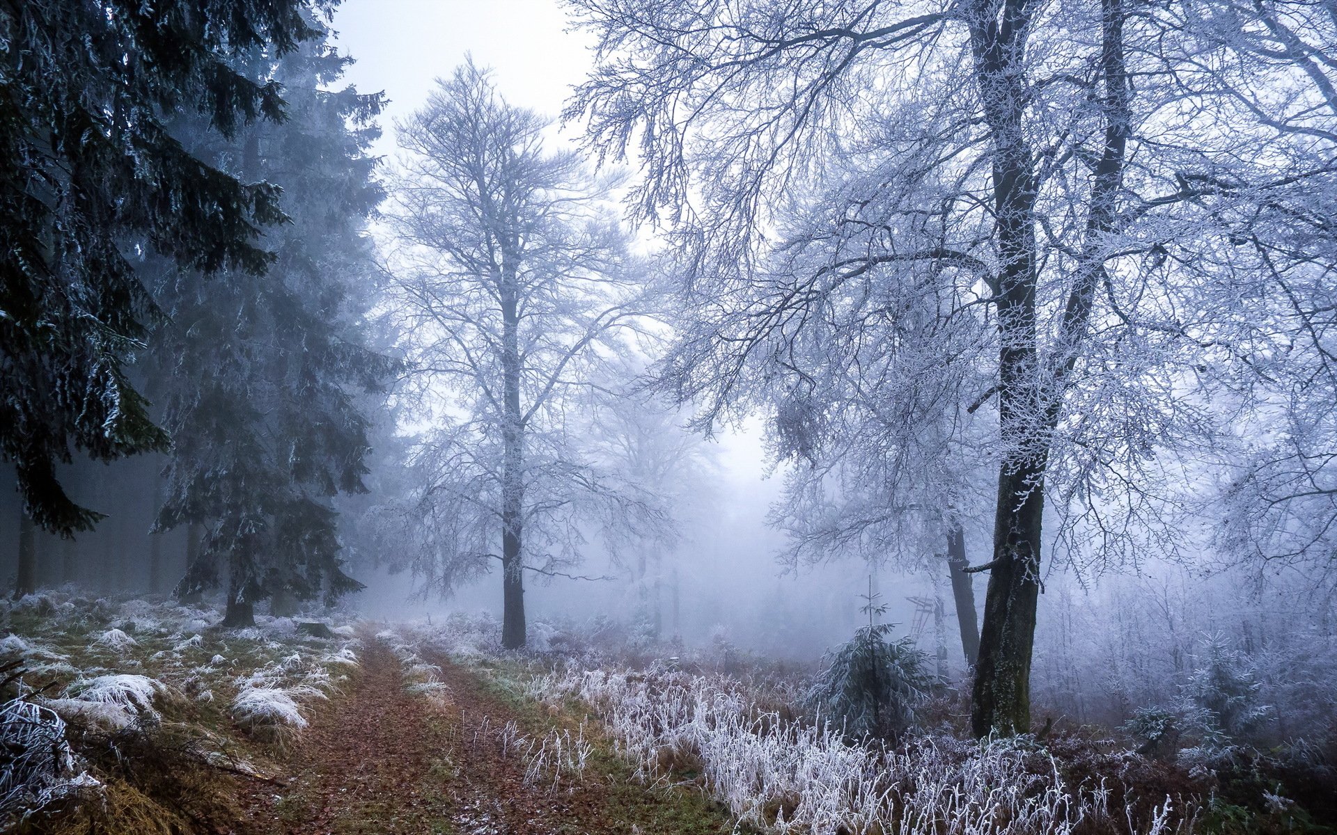 bosque invierno escarcha