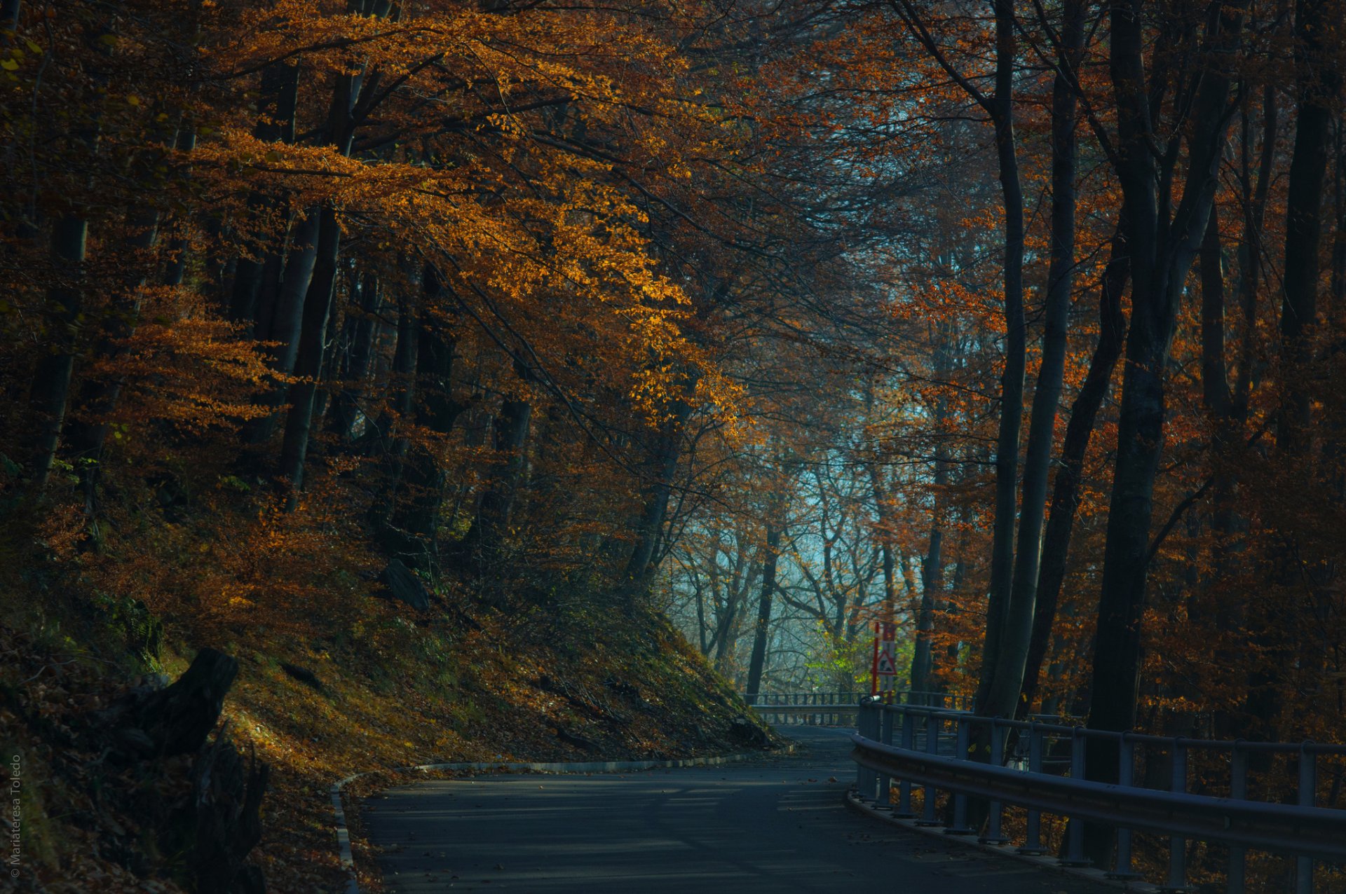 autumn forest road