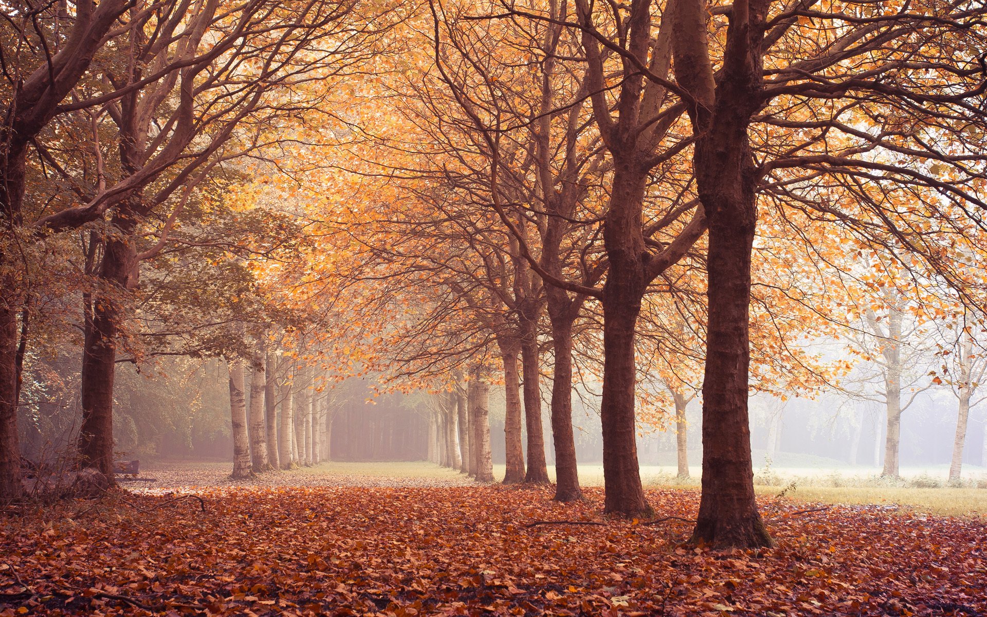 tree autumn leaves alley silence