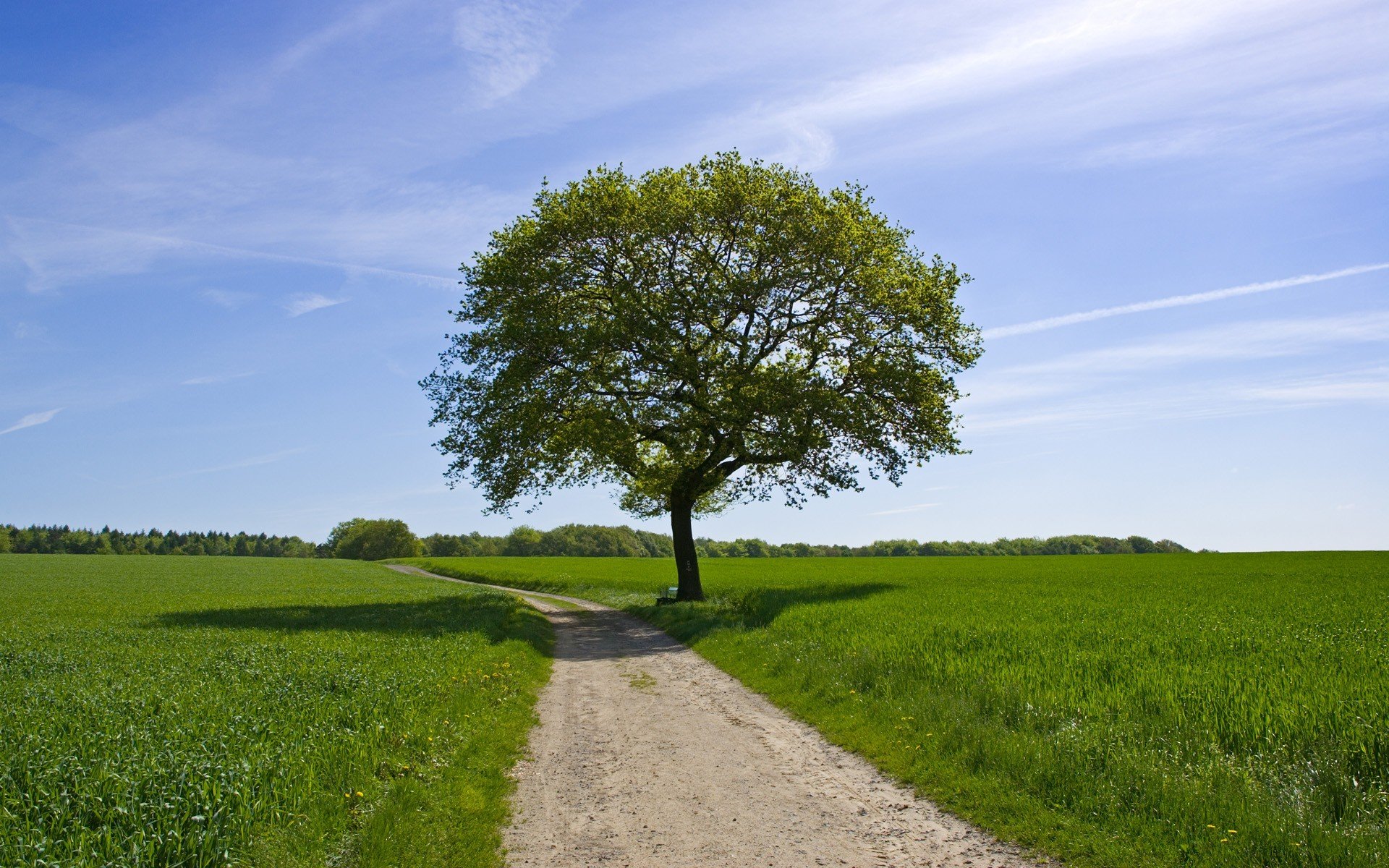 sommer grün feld straße himmel baum