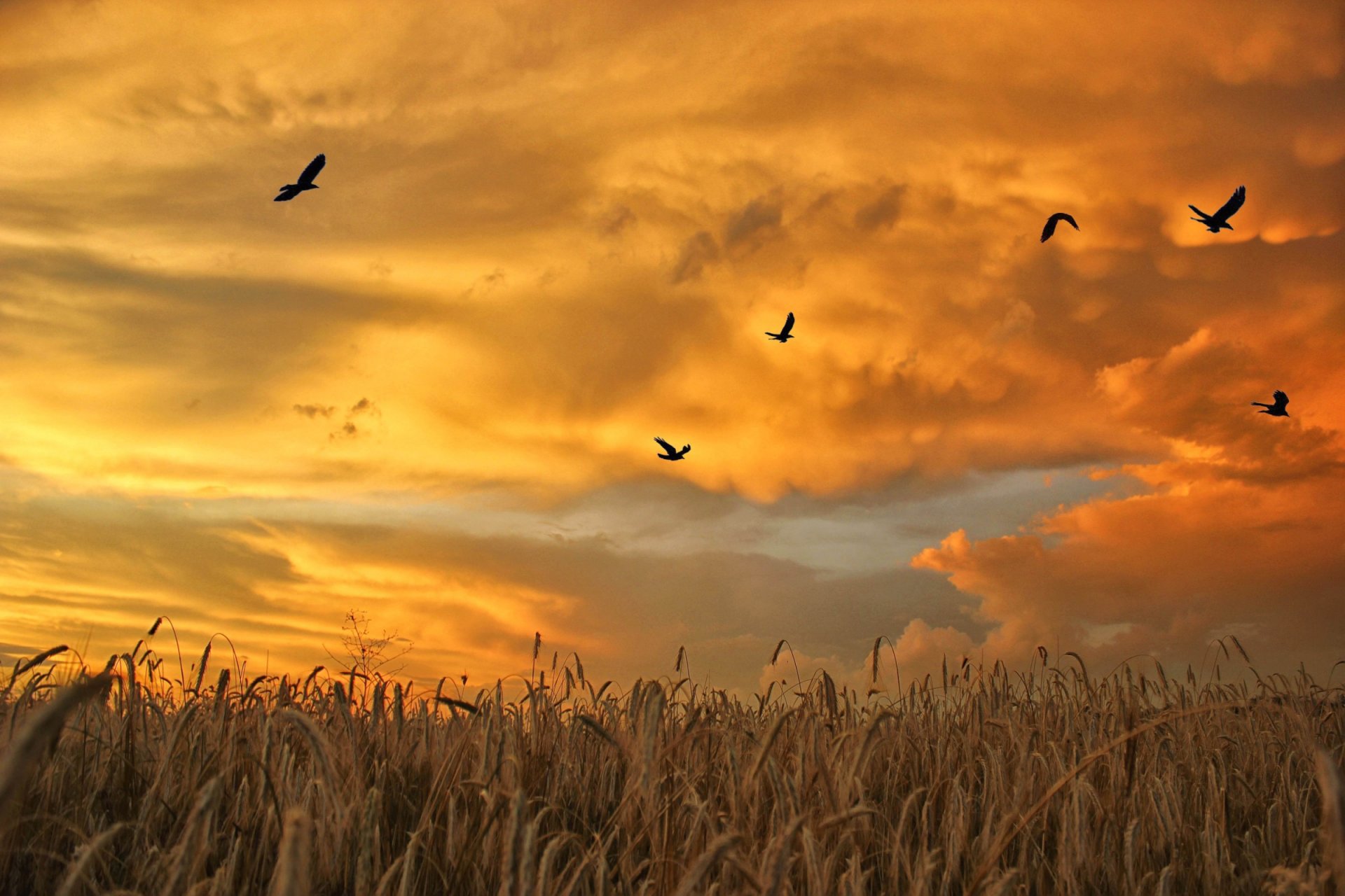 champ épillets troupeau oiseaux ciel nuages aube coucher de soleil