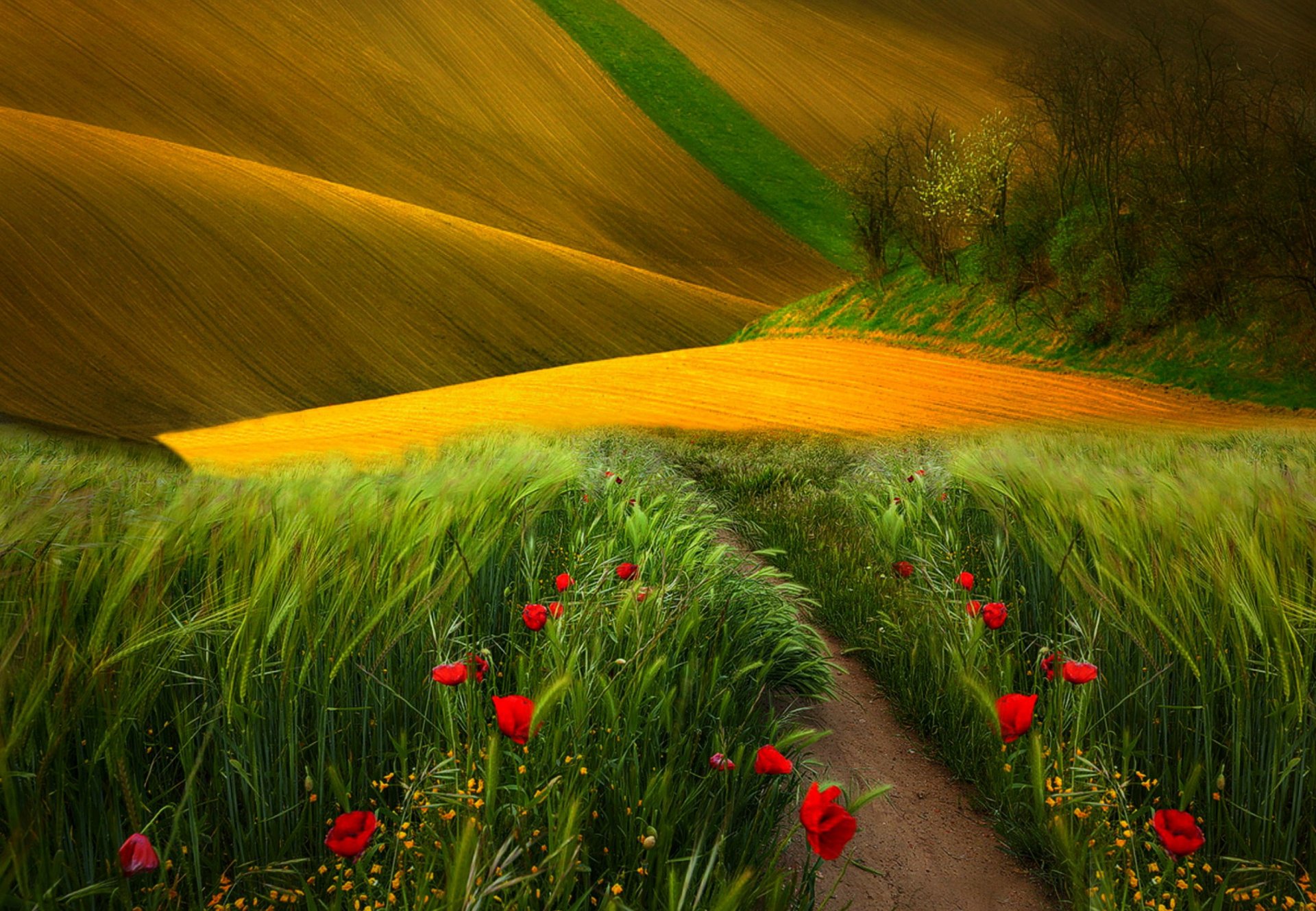 feld gras mohn bäume natur landschaft ansicht farben blumen feld pfad ansicht