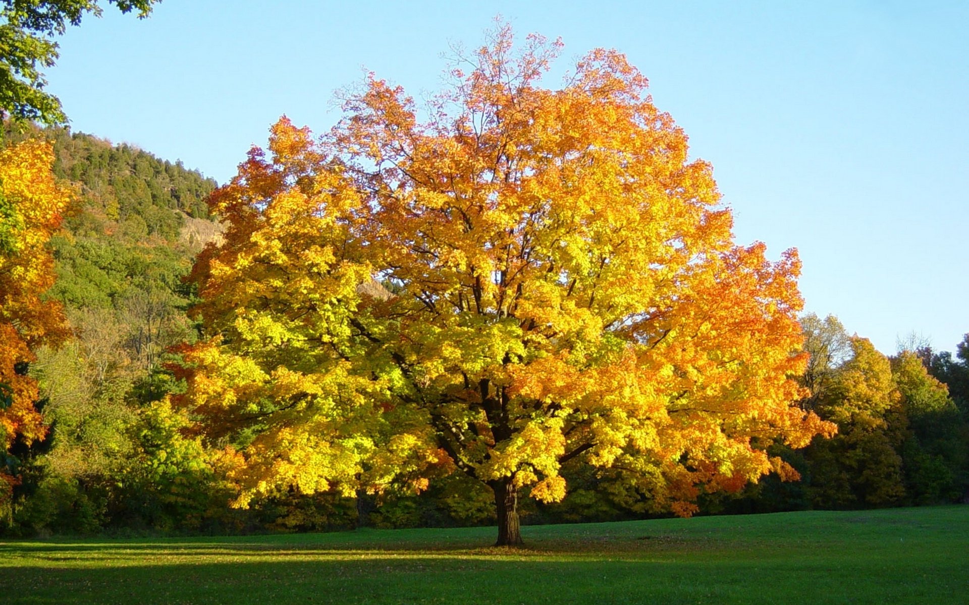 autumn tree leaves wallpaper desktop table