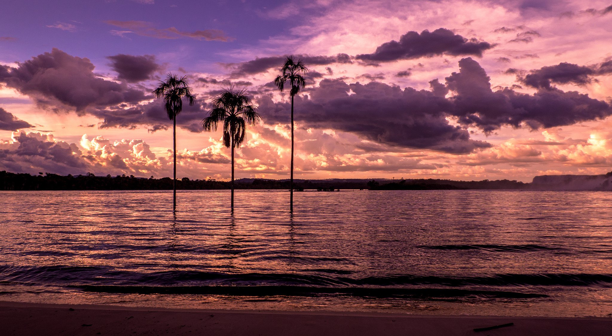 beach gulf palm sunset