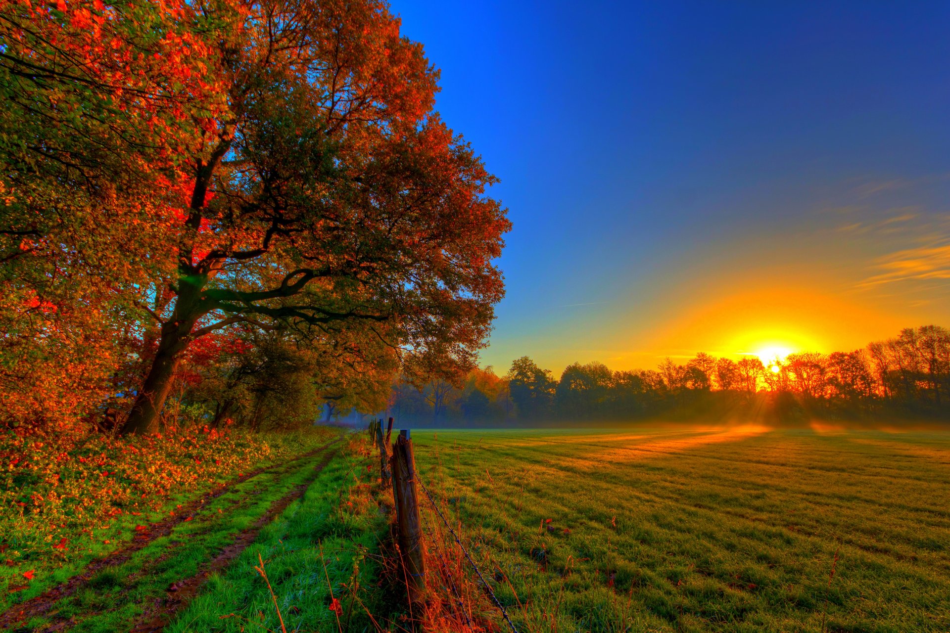 nature forest trees leaves colorful road autumn fall colors walk sun sunset meadow gra