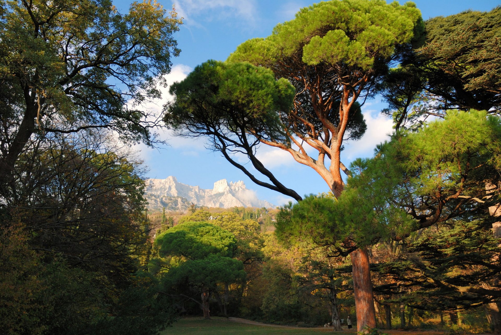 ucrania crimea miskhor árboles montañas parque naturaleza