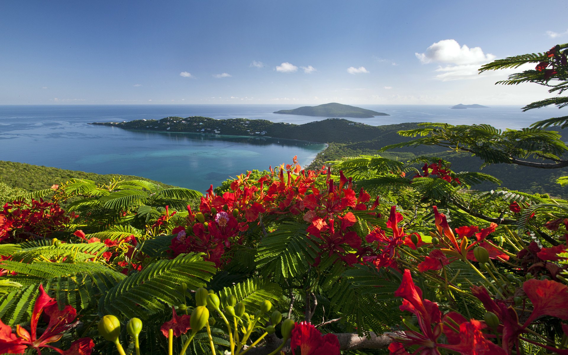 caraibi costa mare fiori