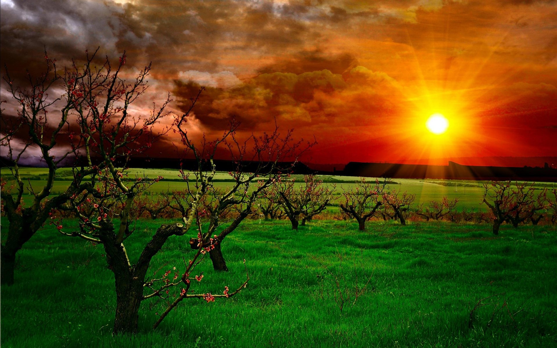 paysage nature ciel nuages coucher de soleil herbe arbres rayons