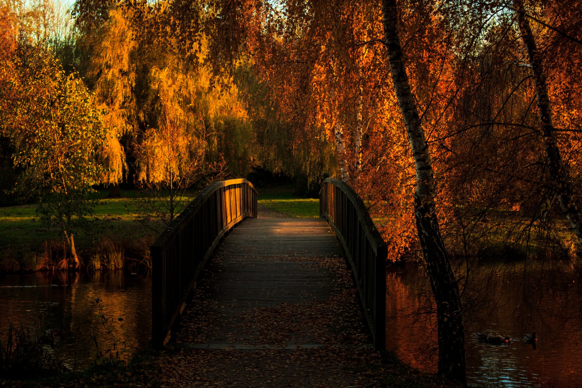 otoño parque estanque puente patos