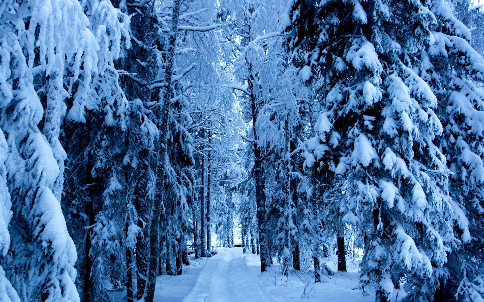 inverno foresta alberi abete rosso strada