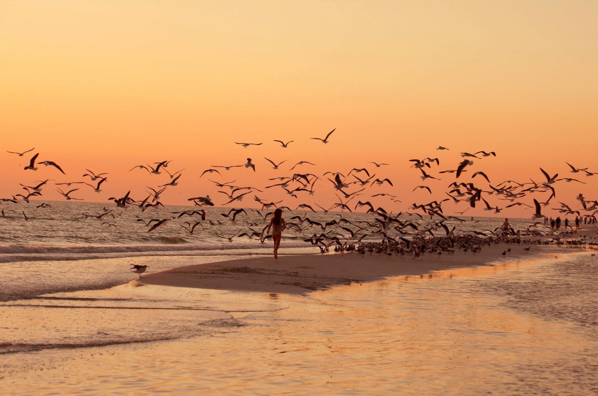 meer strand vögel möwen sonnenuntergang spaziergang