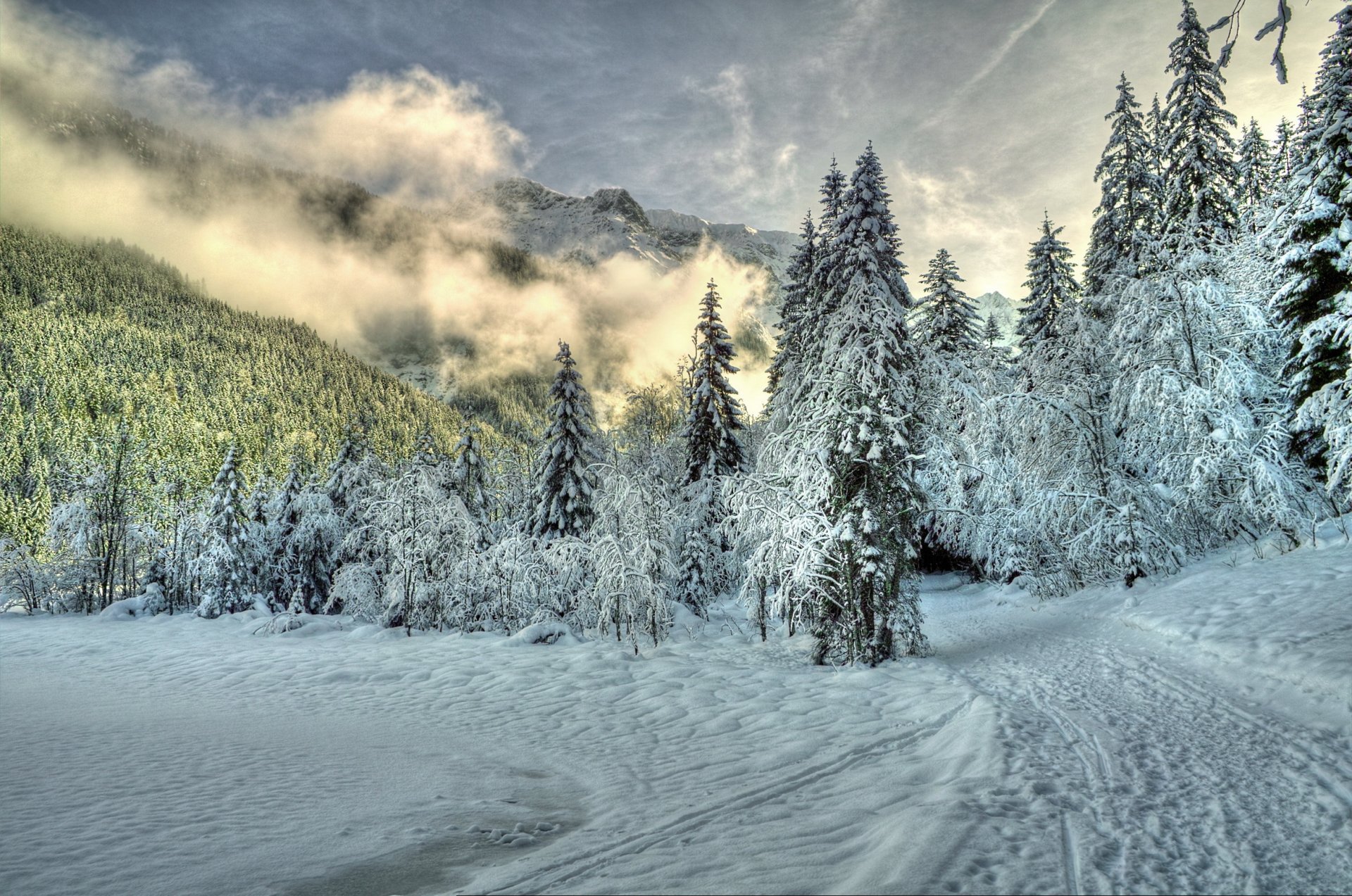 winter wald schnee bäume wanderweg wolken nebel natur berge