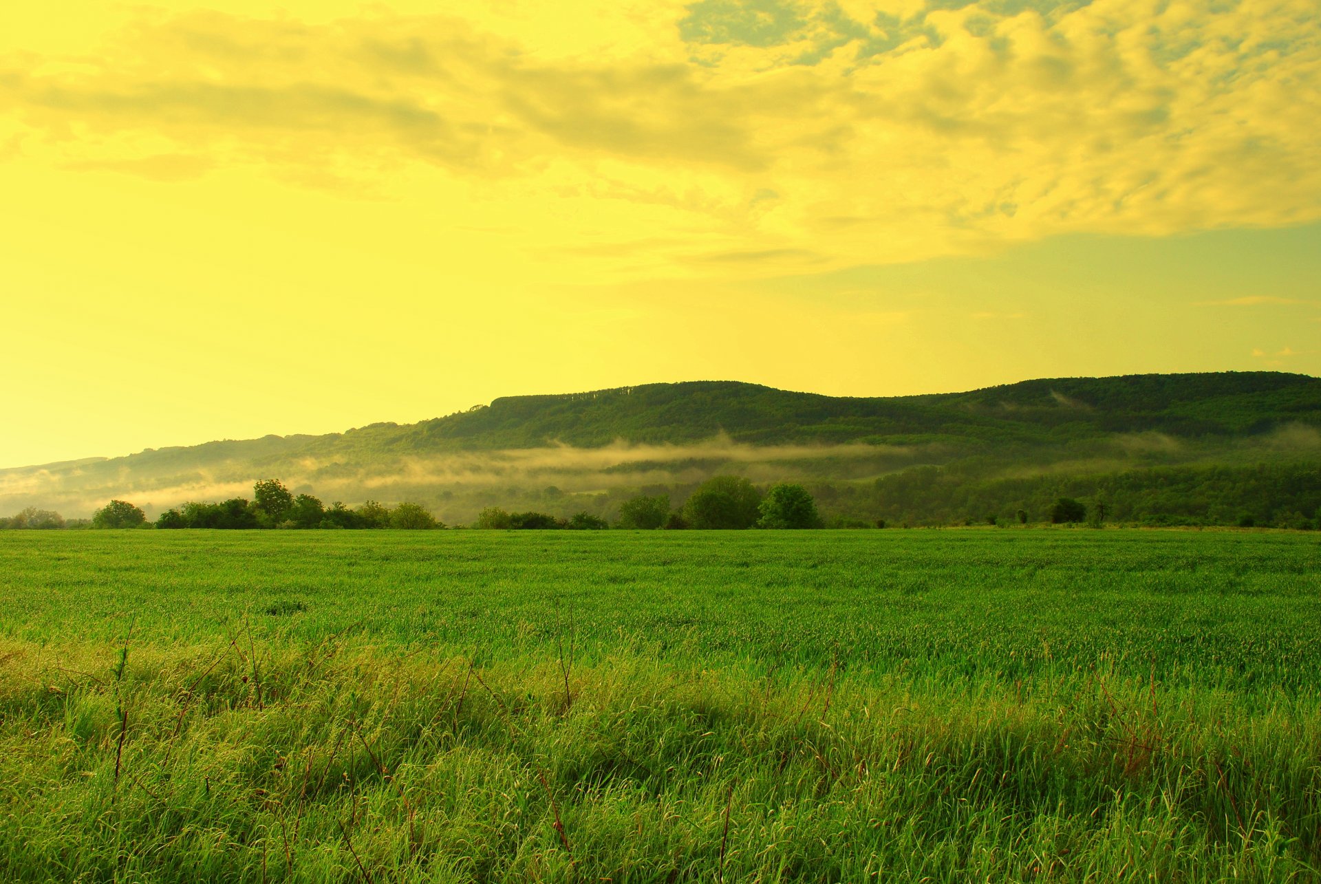 feld gras hügel wald bäume kleine dunst himmel wolken