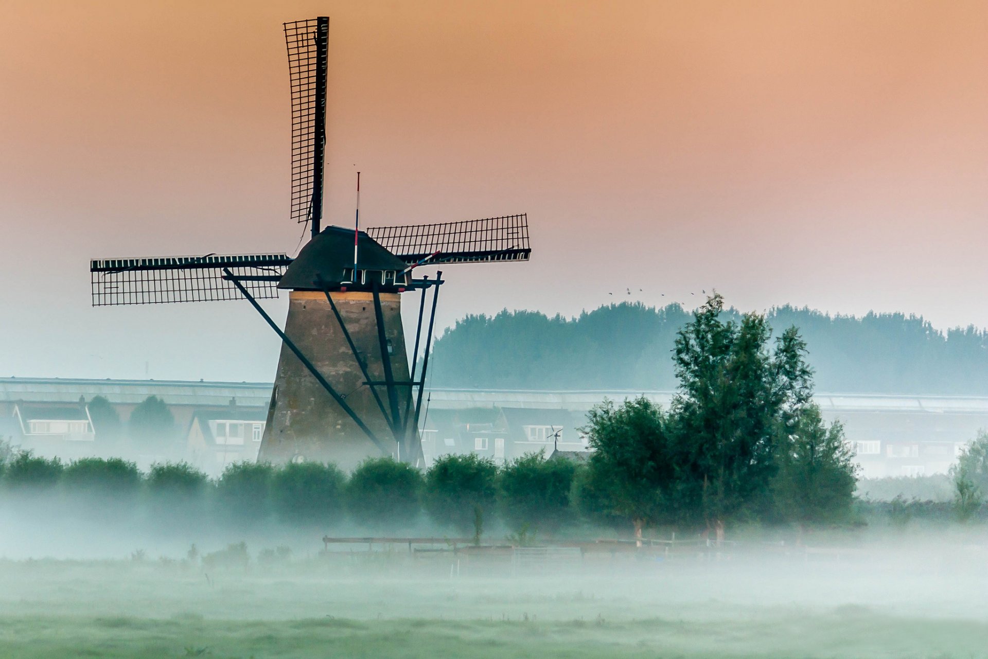 tree mill windmill fog morning