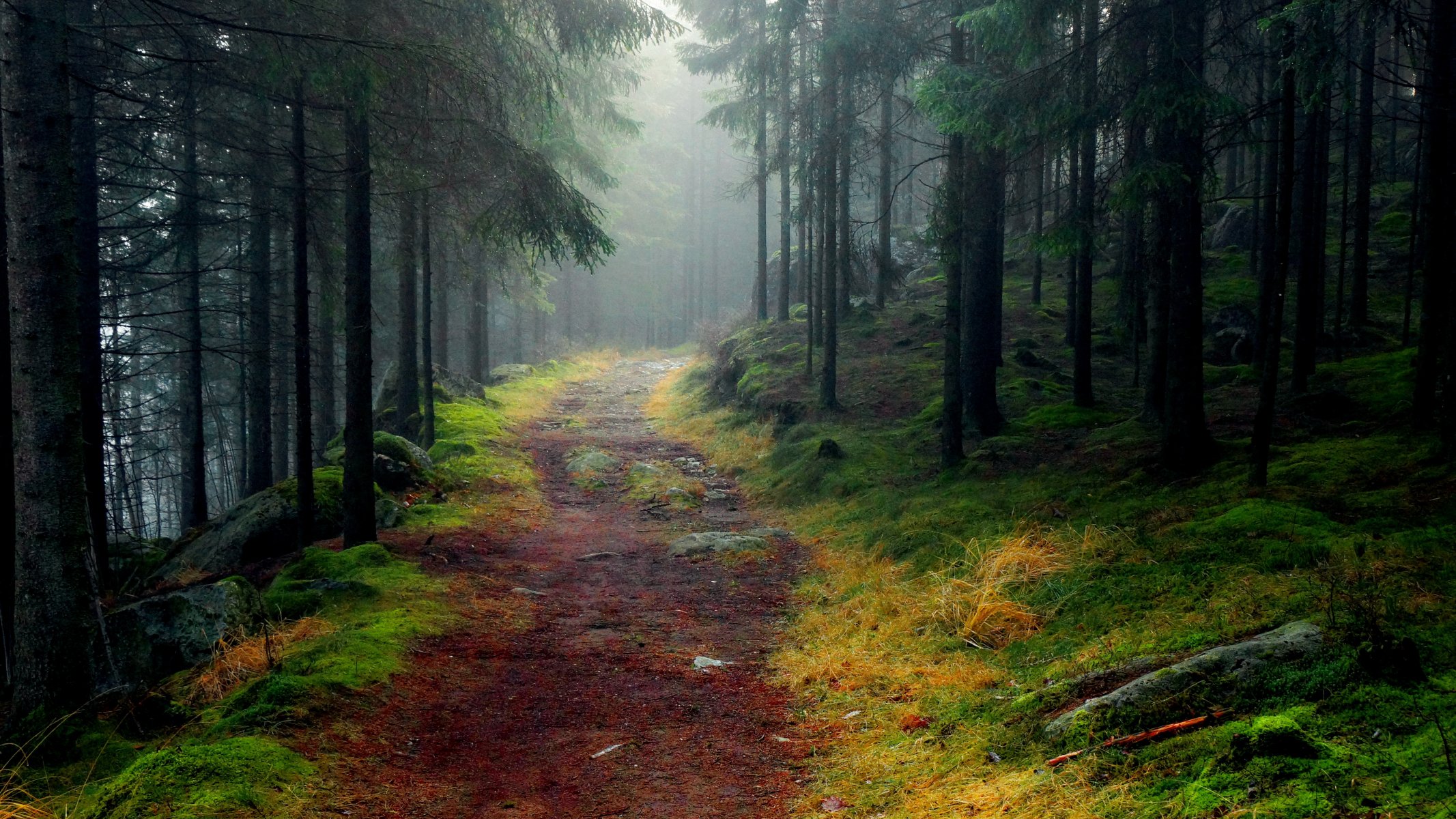 landscape forest tree road stones moss fog spruce