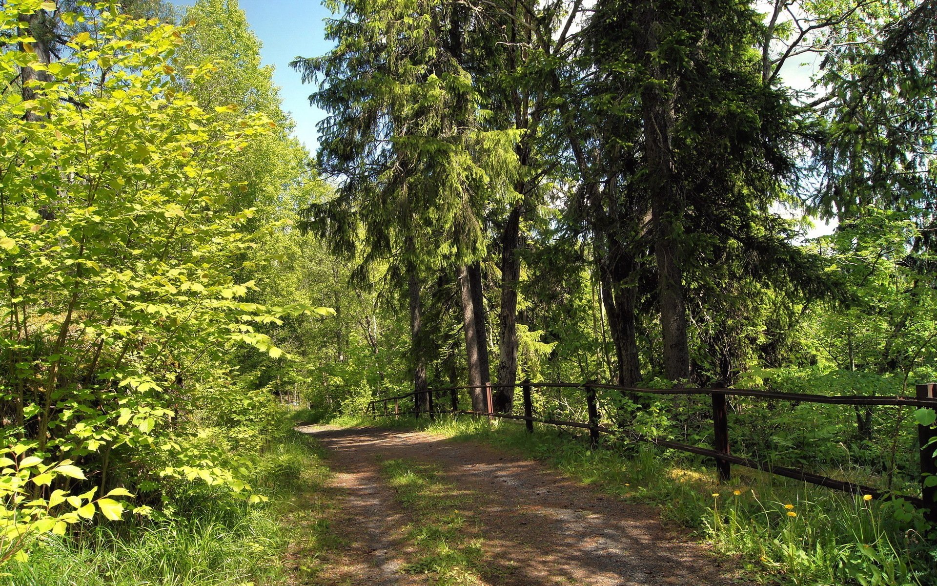 ummer forest road nature