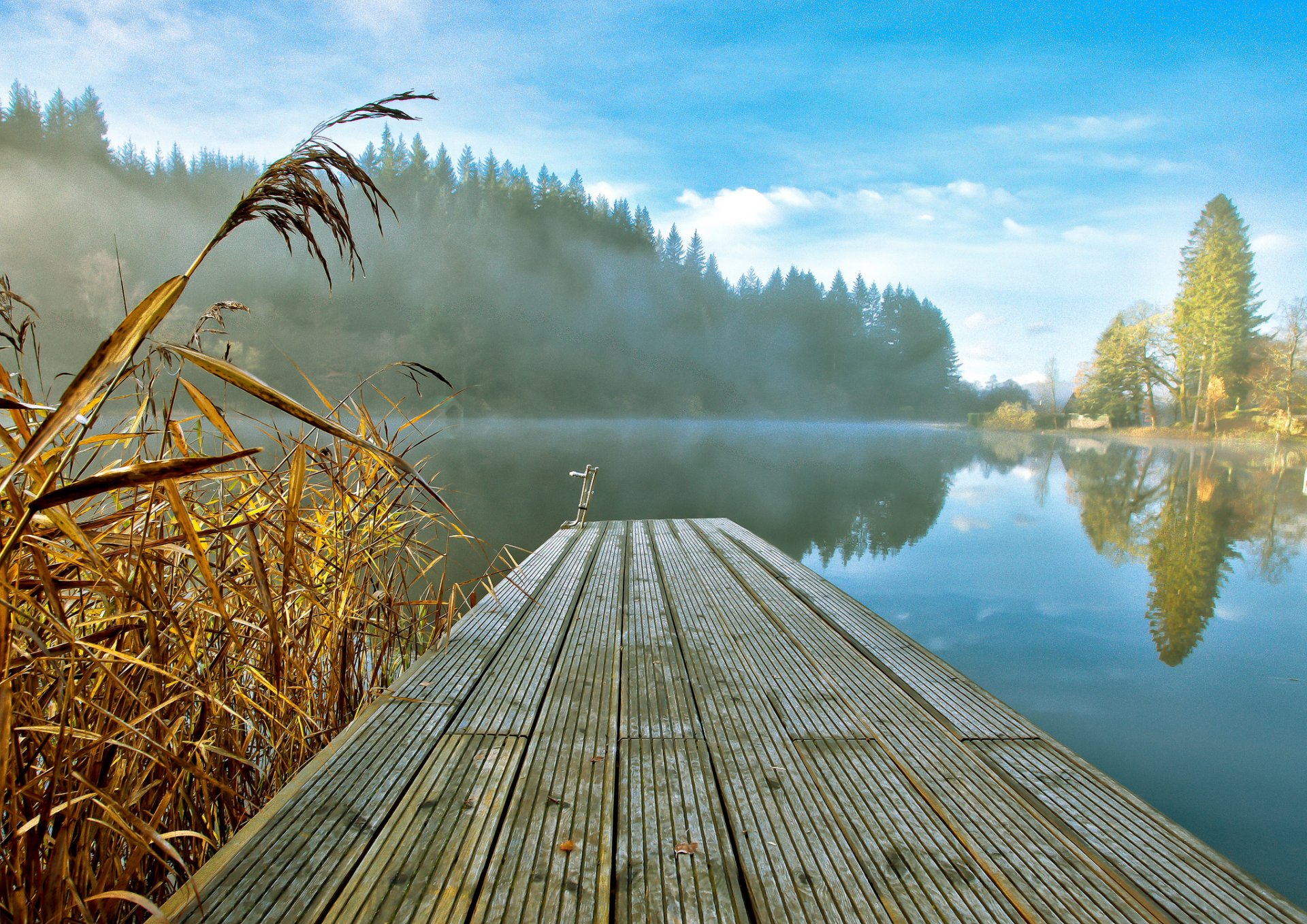 bosque lago juncos niebla