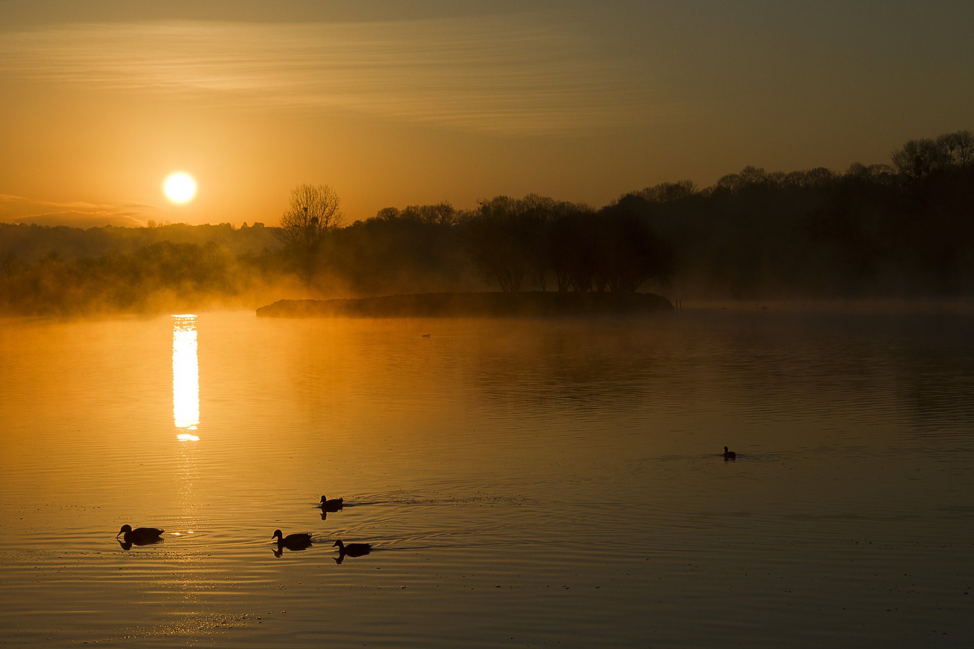 forêt lac brouillard canards aube