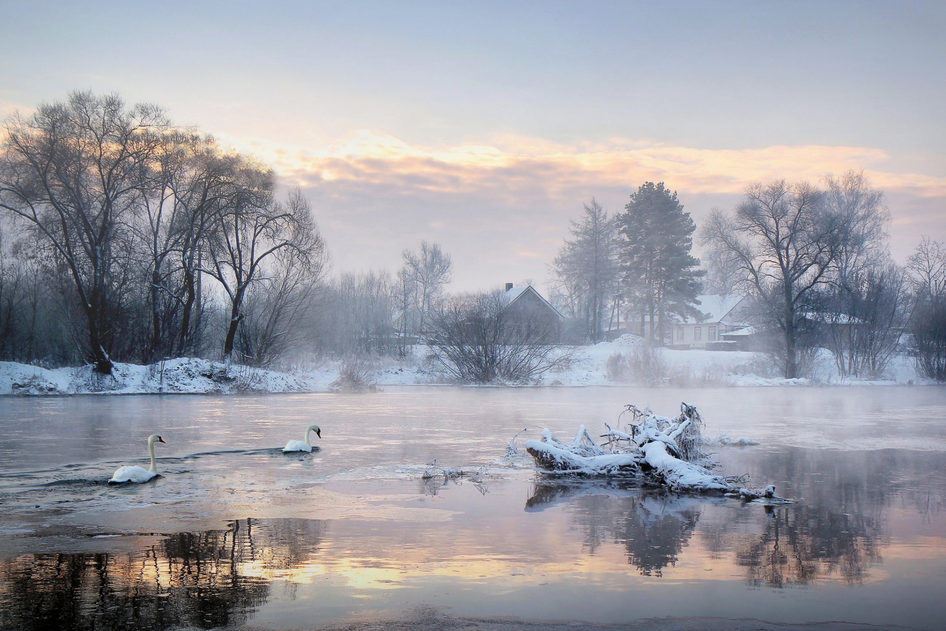 case alberi lago cigni inverno freddo mattina