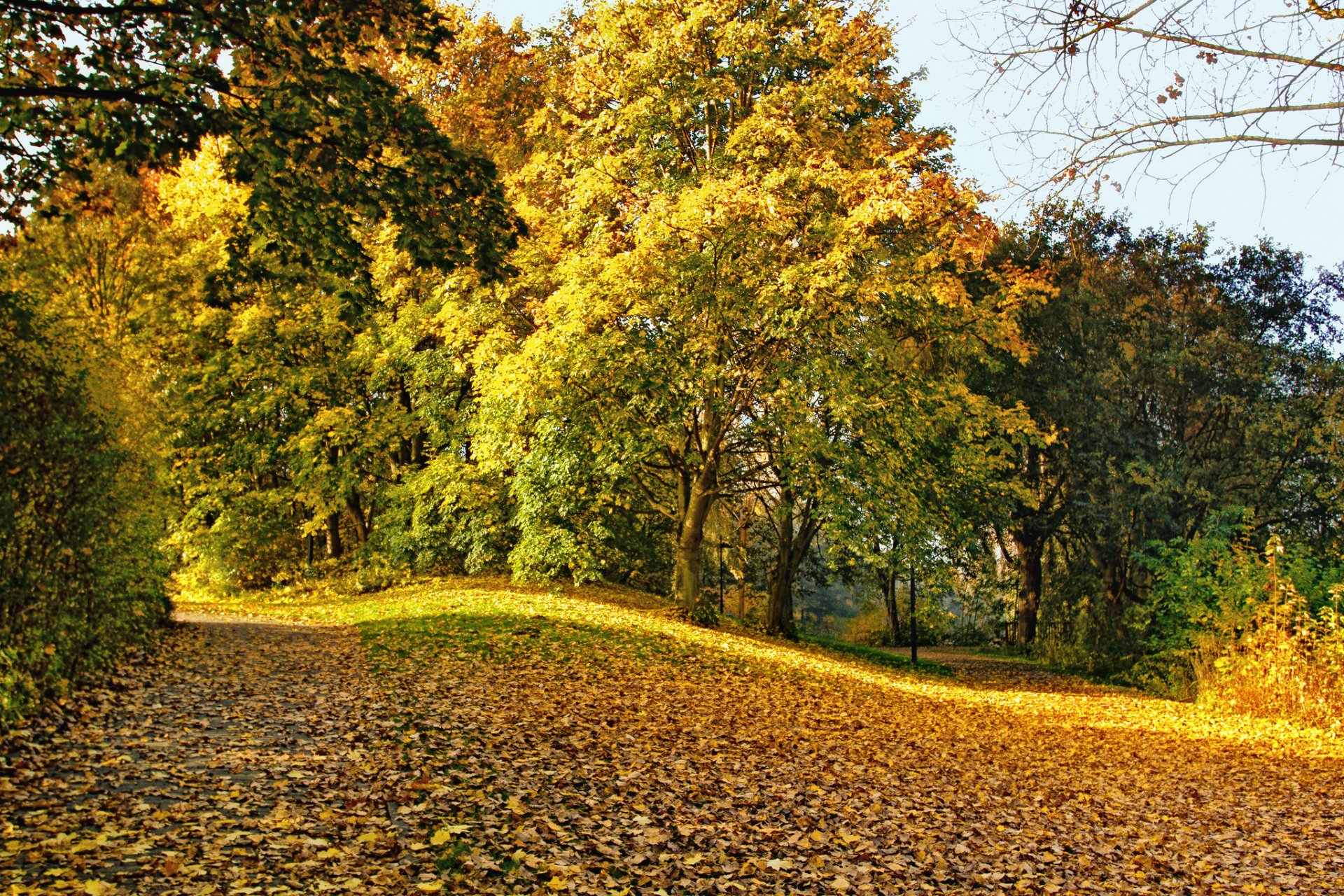 otoño parque árboles hojas amarillo caído