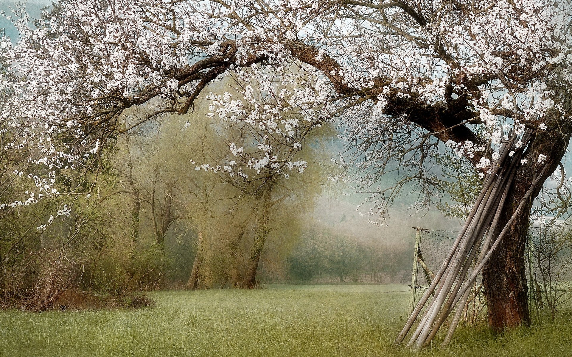 naturaleza jardín primavera paisaje