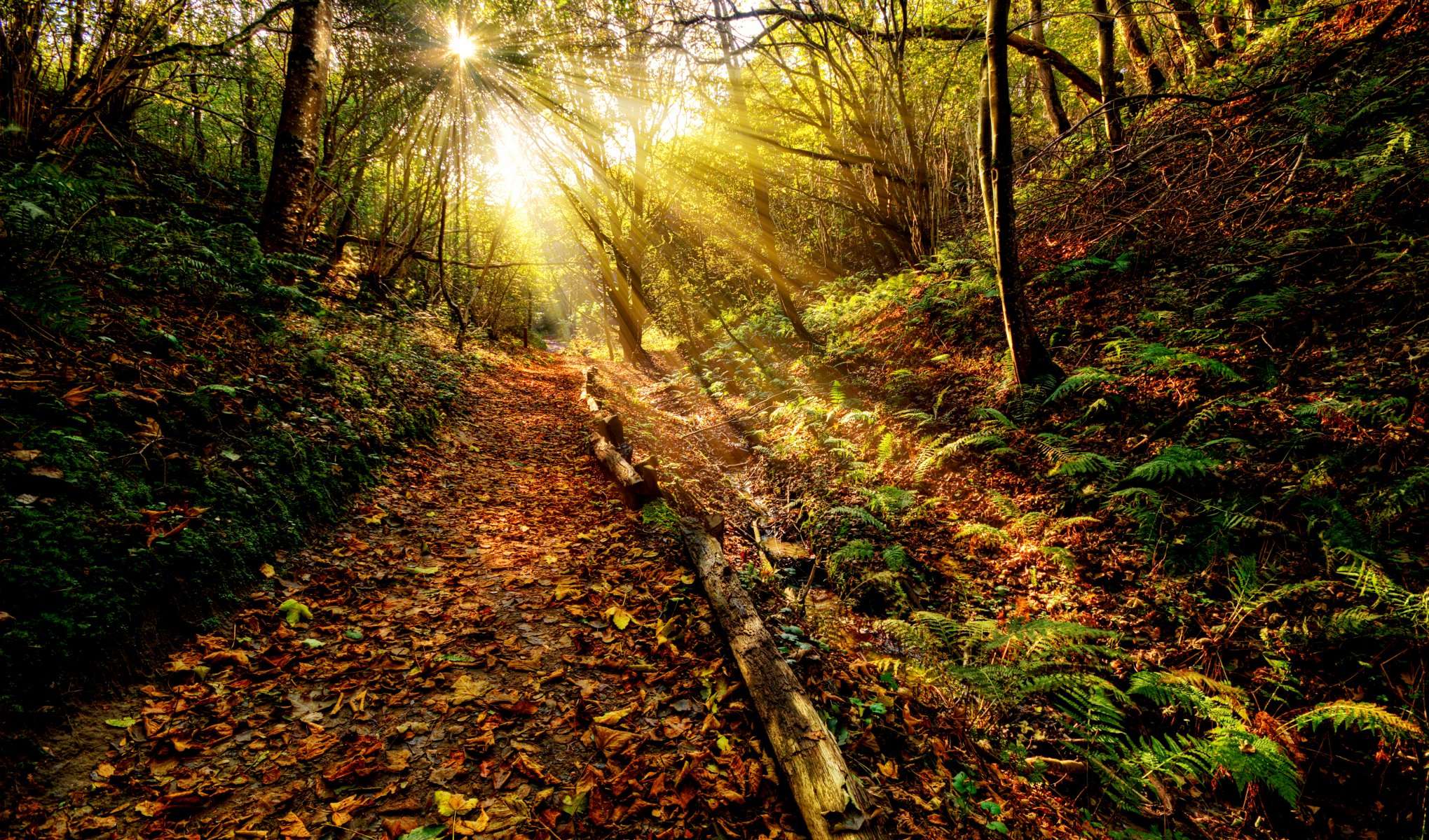 coucher du soleil herbe rayons soleil ciel nuages couleur nature vue automne feuille forêt chemin feuilles paysage