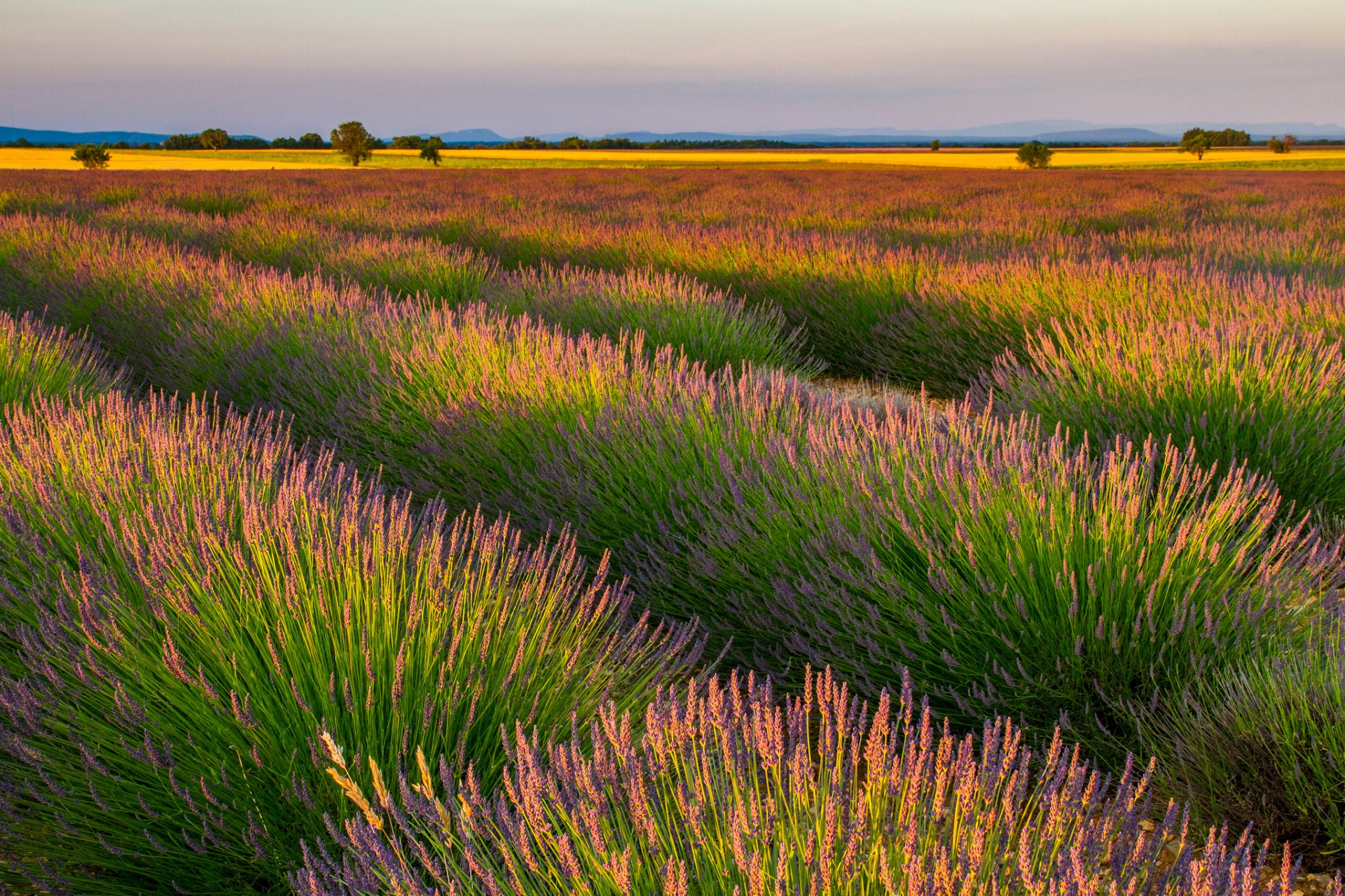 campo righe lavanda fiori viola natura paesaggio righe