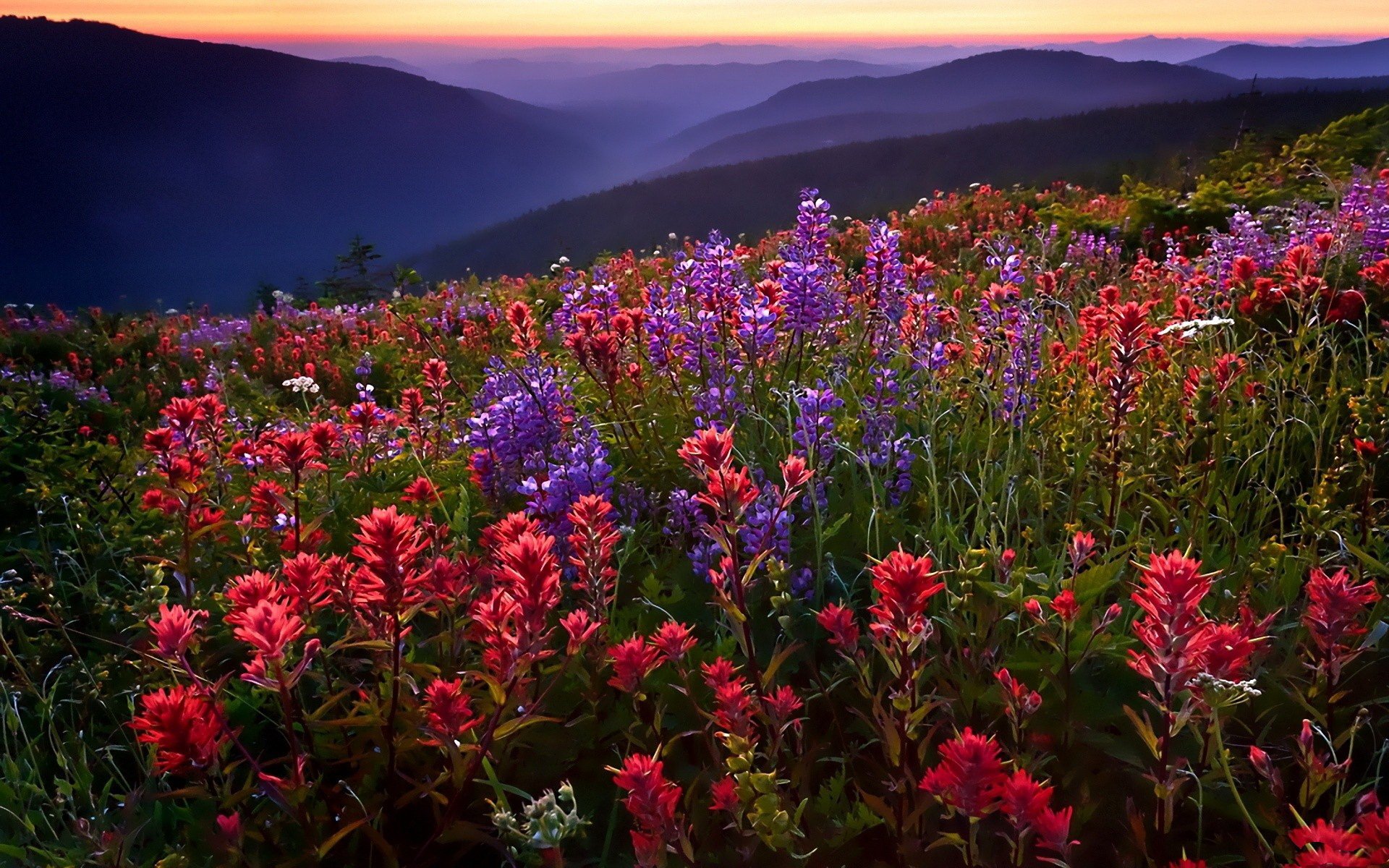 the field flower mountain fog sunset