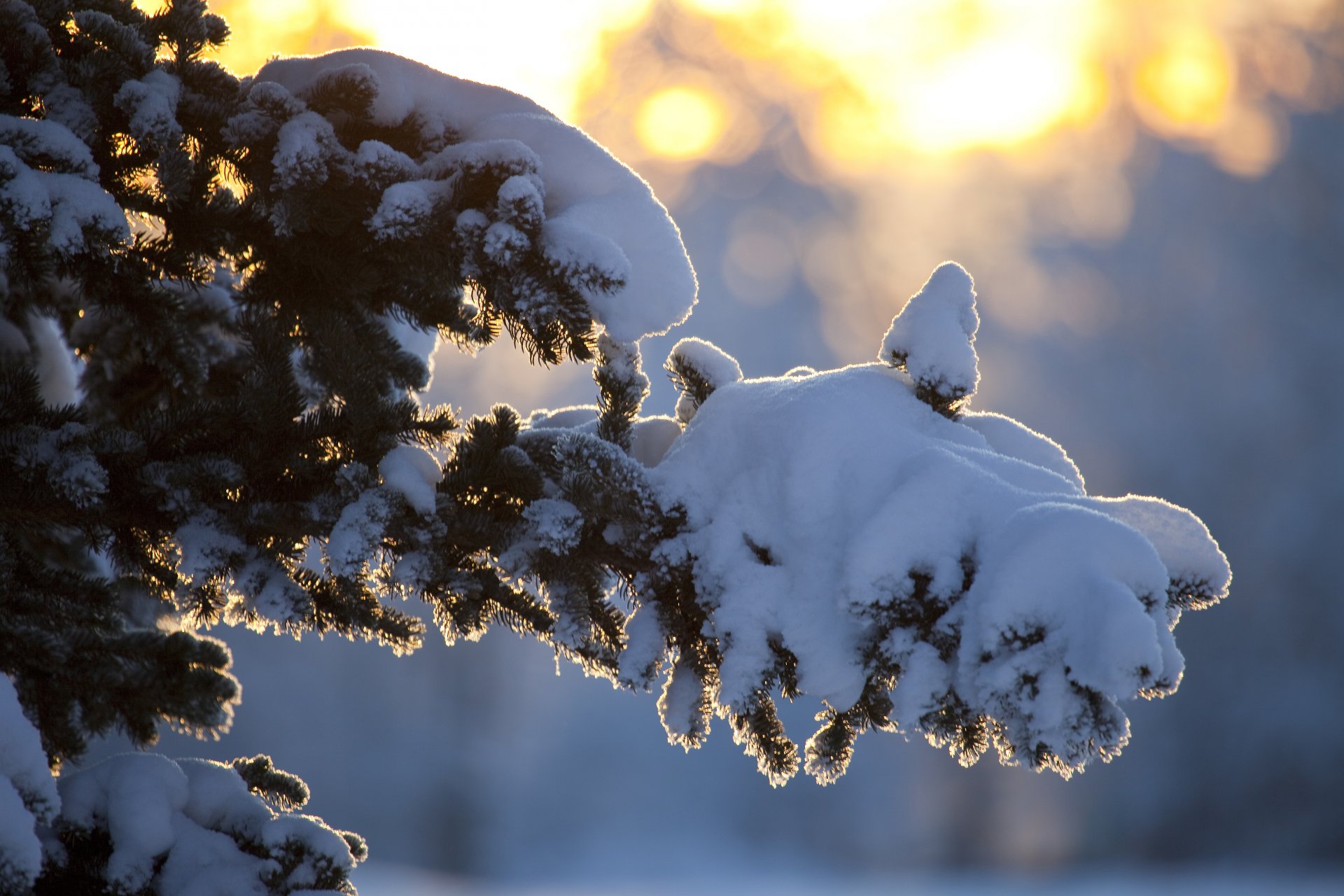 invierno árbol rama nieve sol rayos