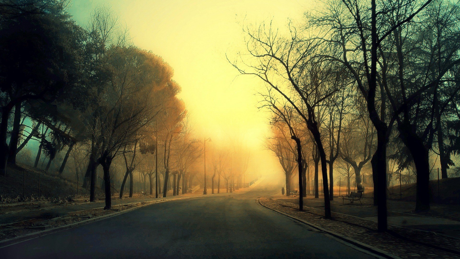 route allée arbres brouillard