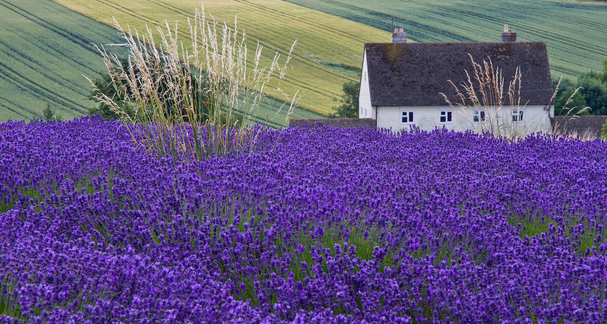 house the field lavender ear