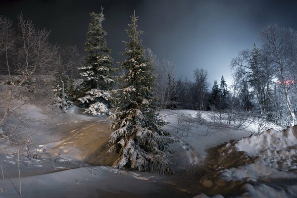 Winterwald-Landschaft in der Nacht