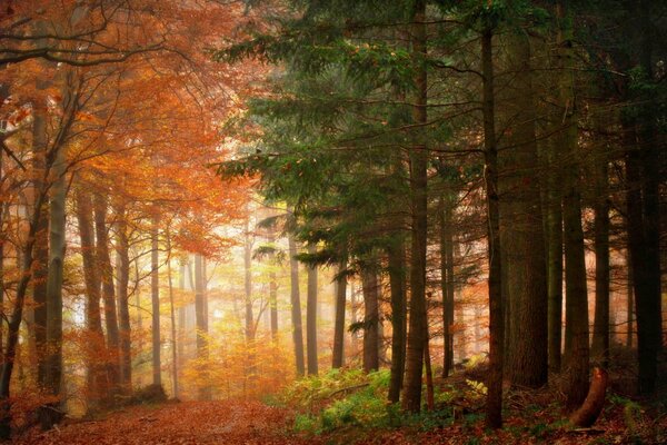 Foresta autunnale al mattino, una combinazione di foresta di conifere e latifoglie