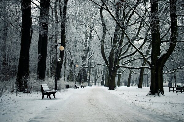 Bancs enneigés dans le parc d hiver