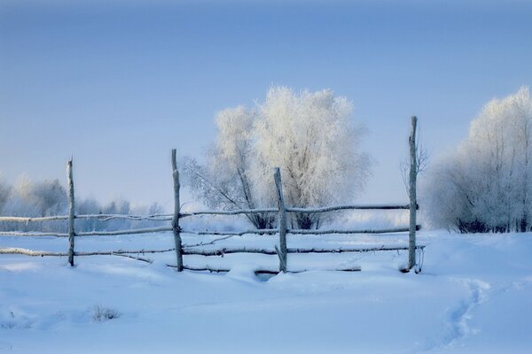 Winter morning in the field. Trees covered with frost