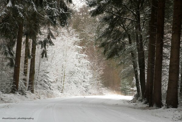 Strada innevata invernale nella foresta