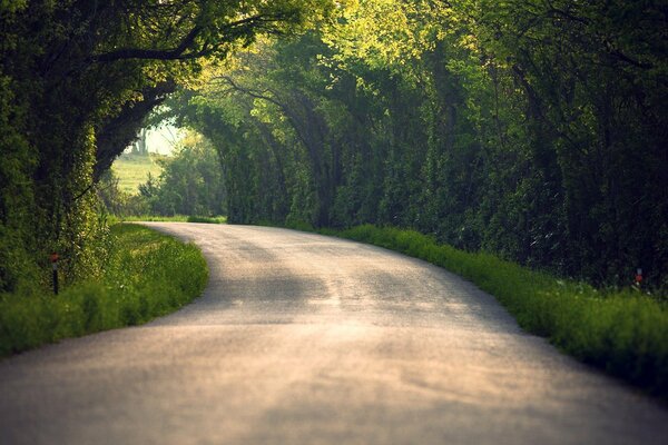 Arbres, feuilles d été dans la nature sur la route