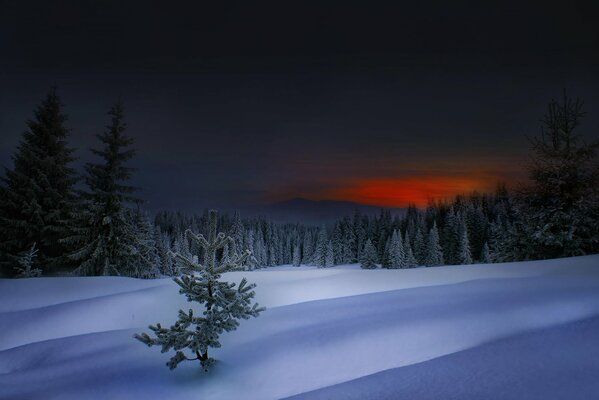 Sonnenuntergang im Winterwald Bulgariens