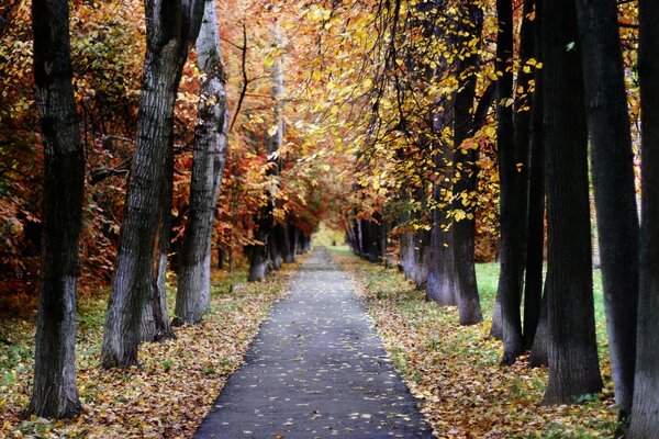 Moscou à l automne, paysage de la nature