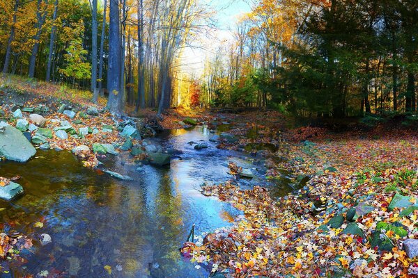 Herbstwald mit Steinen und buntem Laub