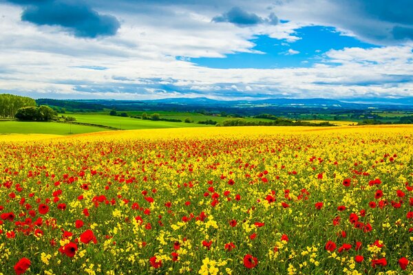 Das Feld ist mit roten Mohnblumen und gelben Narzissen übersät