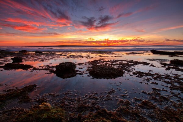 Seaweed at sunset in the sea