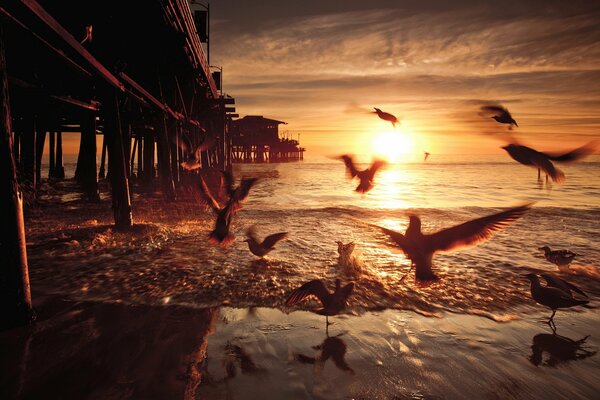 Seagulls fly over the water near the bridge on the background of sunset