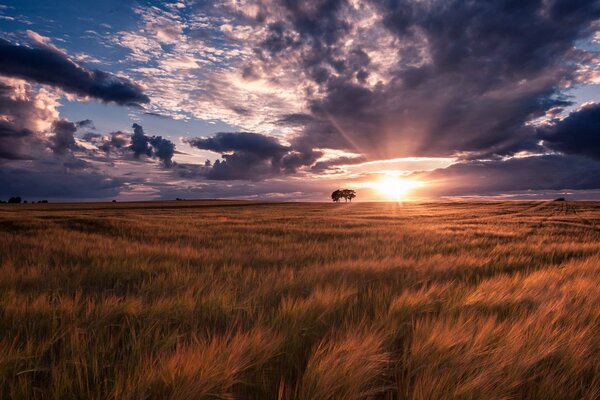 Champ de colostrum dans les rayons du coucher du soleil