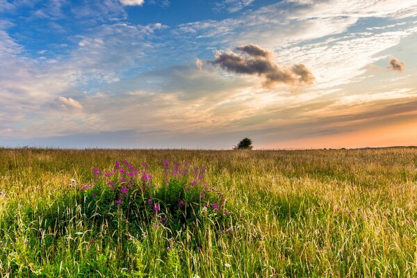 Blumen und Kräuter bei abendlichem Sonnenuntergang