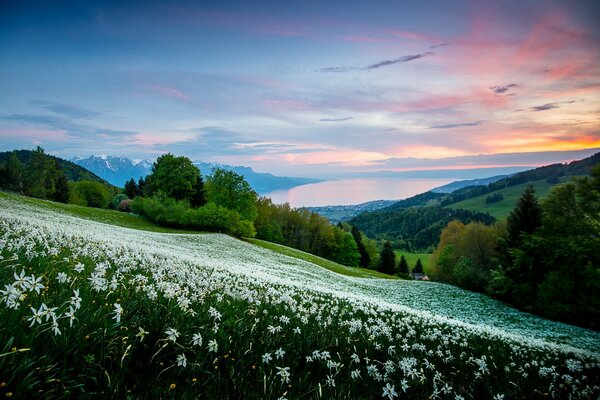 Champ de marguerites dans les montagnes