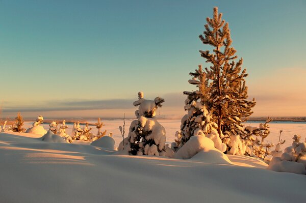 Paisaje de árboles de invierno, puesta de sol, nieve y derivas