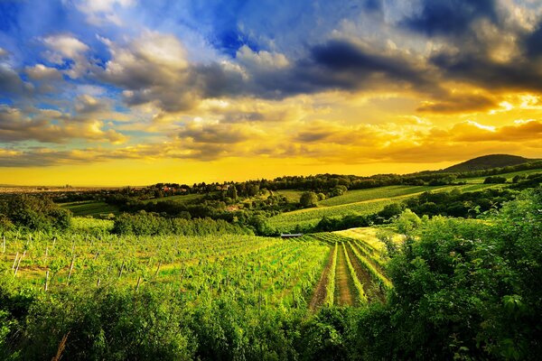 Viñedos en las colinas de Kalenberg en Austria